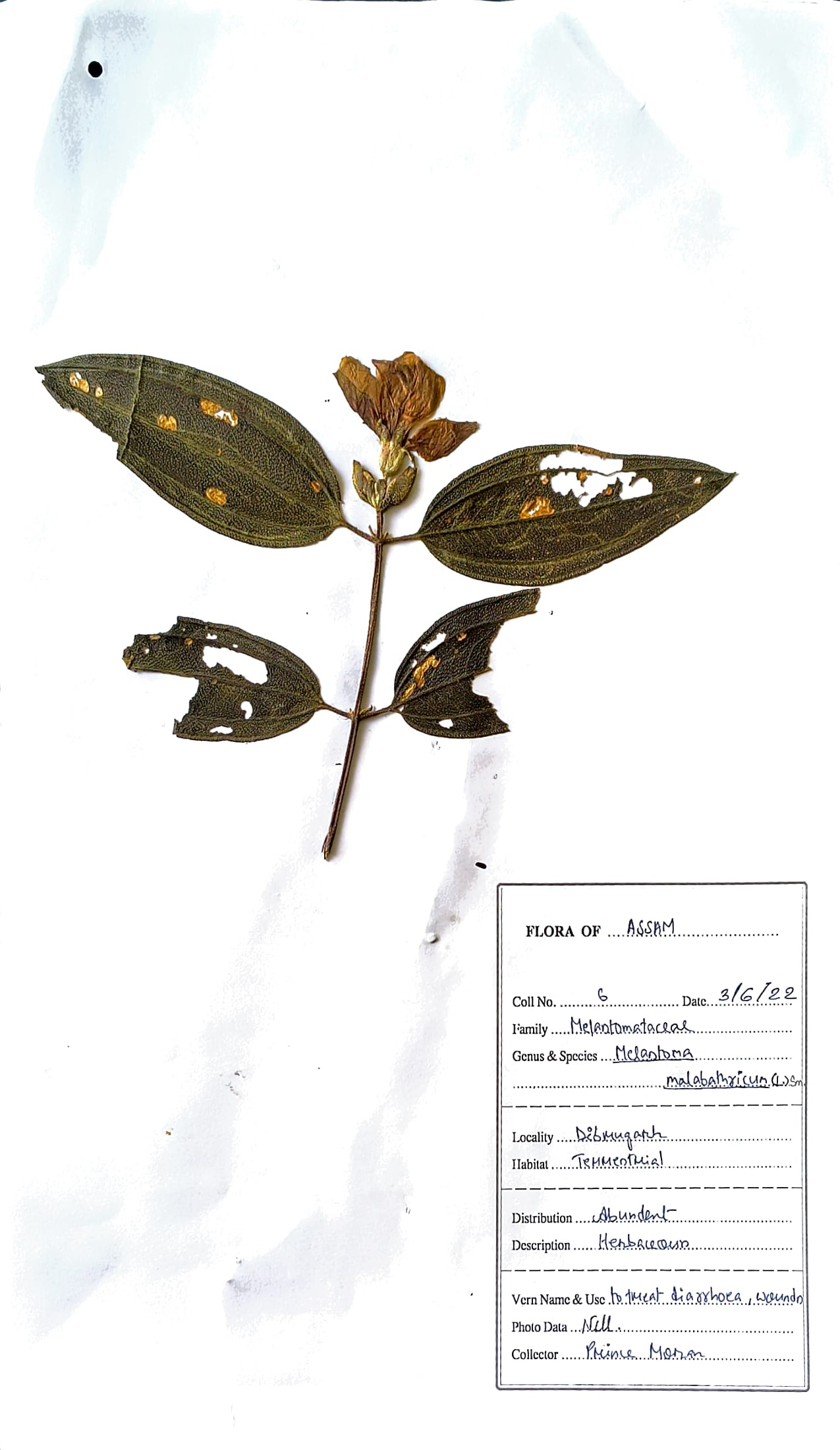 Phutkkola (Ass.) (Herbarium)